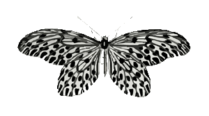 Image: butterfly