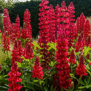 Lupins Houghton 
